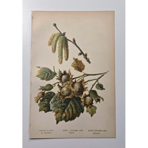 Antique Hazel Tree Botanical Print, Unframed Paper Poster 8x10in