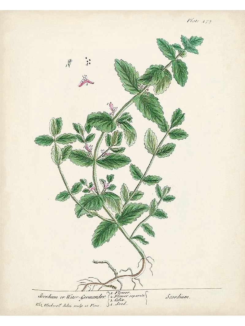Antique Herbs IX Poster Print - Unknown (24 x 36) - Walmart.com