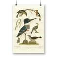 thumbnail image 1 of Antique Kingfisher Poster - Alexander Wilson Designs,, 1 of 3