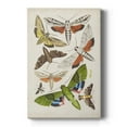 thumbnail image 1 of Antique Moths II Premium Gallery Wrapped Canvas - Ready to Hang, 1 of 9