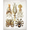 thumbnail image 1 of Antique Octopus Print - 11x14 Unframed Art Print - Great Wall Decor, 1 of 6