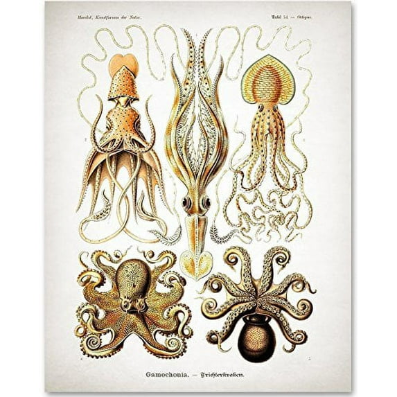 Antique Octopus Print - 11x14 Unframed Art Print - Great Wall Decor