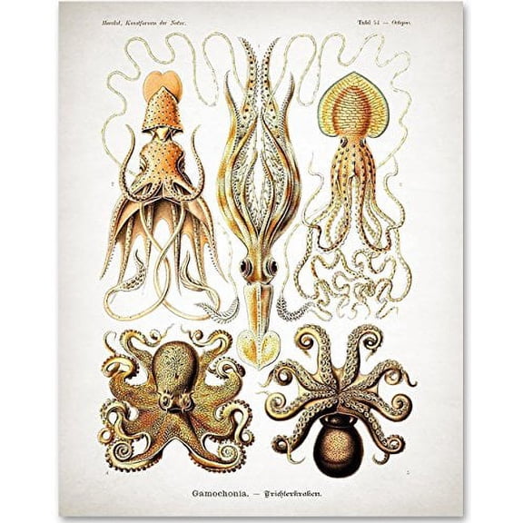 Antique Octopus Print - 11x14 Unframed Art Print - Great Wall Decor