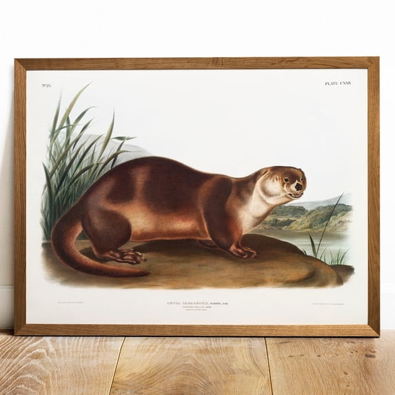Antique Otter Vintage Animal Drawing Wall Art Print, Nature Inspired ...