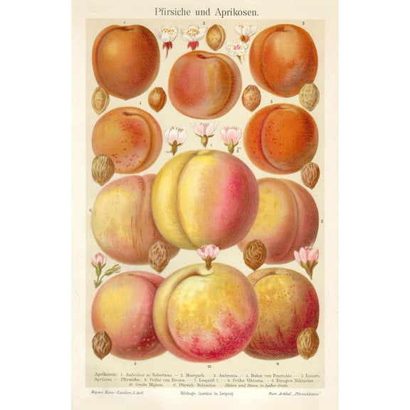 Antique Peaches Lithograph Print, Unframed Paper Poster 8x10in