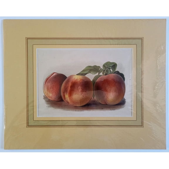 Antique Peaches Lithograph Print, Unframed Paper Poster 8x10in