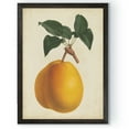 thumbnail image 1 of Wexford Home Antique Pear Botanical II-Framed - Black - 16X22, 1 of 4