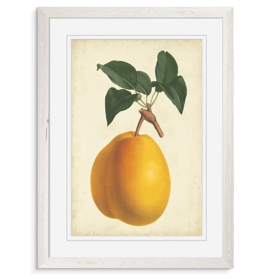 Antique Pear Botanical II - Barnwood Framed - 18 x 24 - White