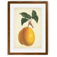 thumbnail image 1 of Antique Pear Botanical II - Barnwood Framed - 23 x 31 - Maple, 1 of 4