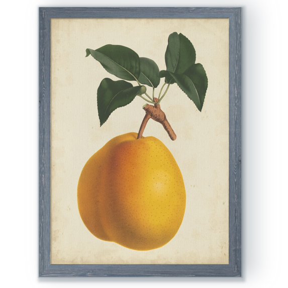 Antique Pear Botanical II - Barnwood Framed - 23 x 31 - Grey