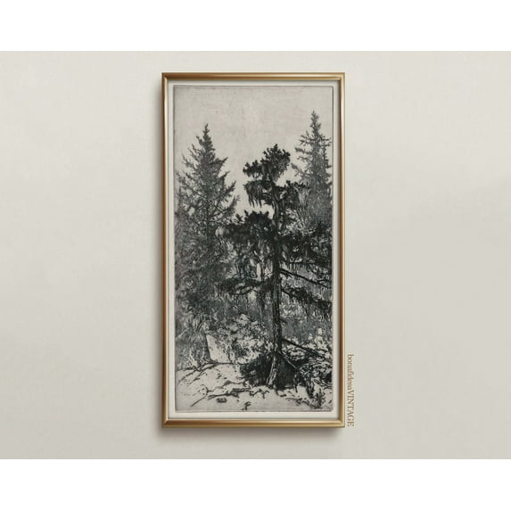 Antique Print Poster Of Pine Trees, Vintage Botanical Wall Art Poster, Poster Tree Drawing, Dark Academia Decor, Light Academia Decor, Unframed Poster Size 24x36 F03.1.18l1942