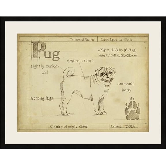 Antique Pug - Framed Fine Art Print with Glass