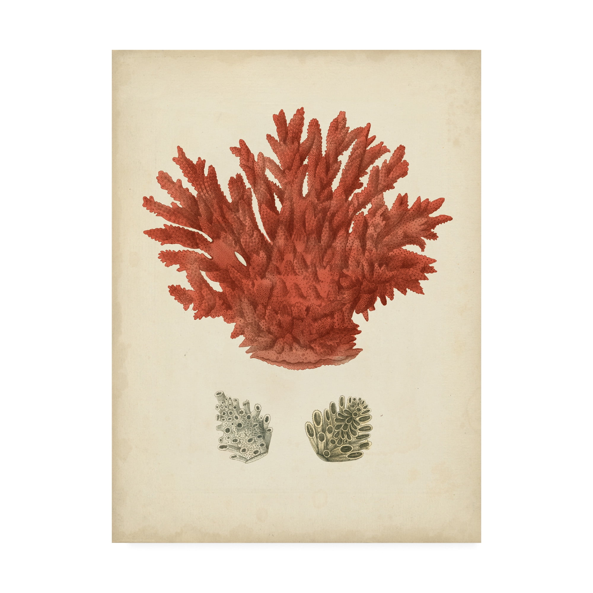 Antique Red Coral III' Canvas Art by Vision Studio