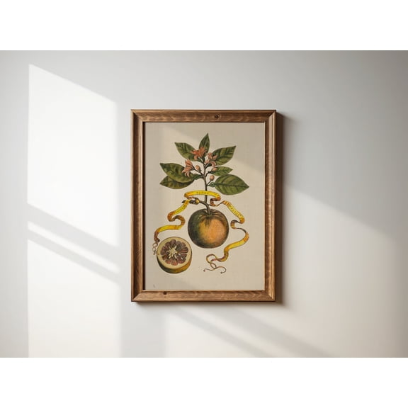 Antique Reproduction Oranges Still Life Botanical Art Cottage Core Decor Unframed Canvas 8x10in