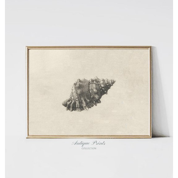 Antique Seashell Drawing Print, Unframed Paper Poster 8x10in
