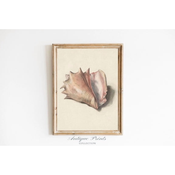 Antique Seashell Drawing Print, Unframed Paper Poster 8x10in