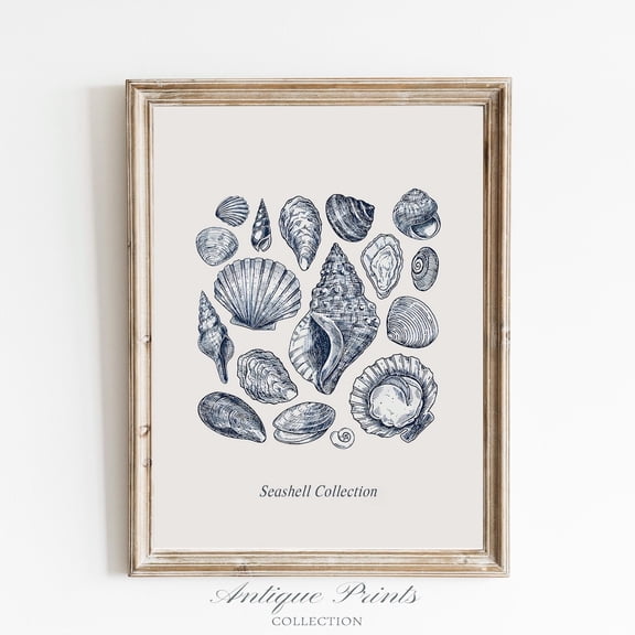 Antique Seashell Drawing, Vintage Seashell Sketch Art, Coastal, Shells s, Beach Cottage Decor, Poster, Unframed Poster Size 8x12
