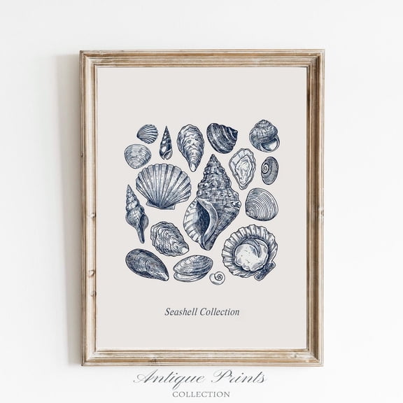 Antique Seashell Drawing, Vintage Seashell Sketch Art, Coastal, Shells s, Beach Cottage Decor, Unframed Paper Print