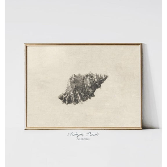 Antique Seashell Drawing, Vintage Seashell Sketch Art, Coastal Wall Art, Seashell Print, Beach Cottage Decor, Home Decor #544, 8x12 UNFRAMED