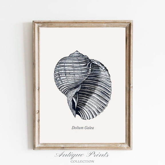 Antique Seashell, Vintage Seashell Drawing, Coastal Wall Art, Coastal Print, Beach Cottage Decor, Poster, Unframed Poster Size 8x12