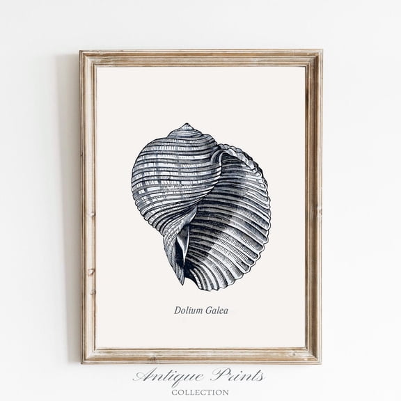 Antique Seashell, Vintage Seashell Drawing, Coastal Wall Art, Coastal Print, Beach Cottage Decor, Unframed Paper Print