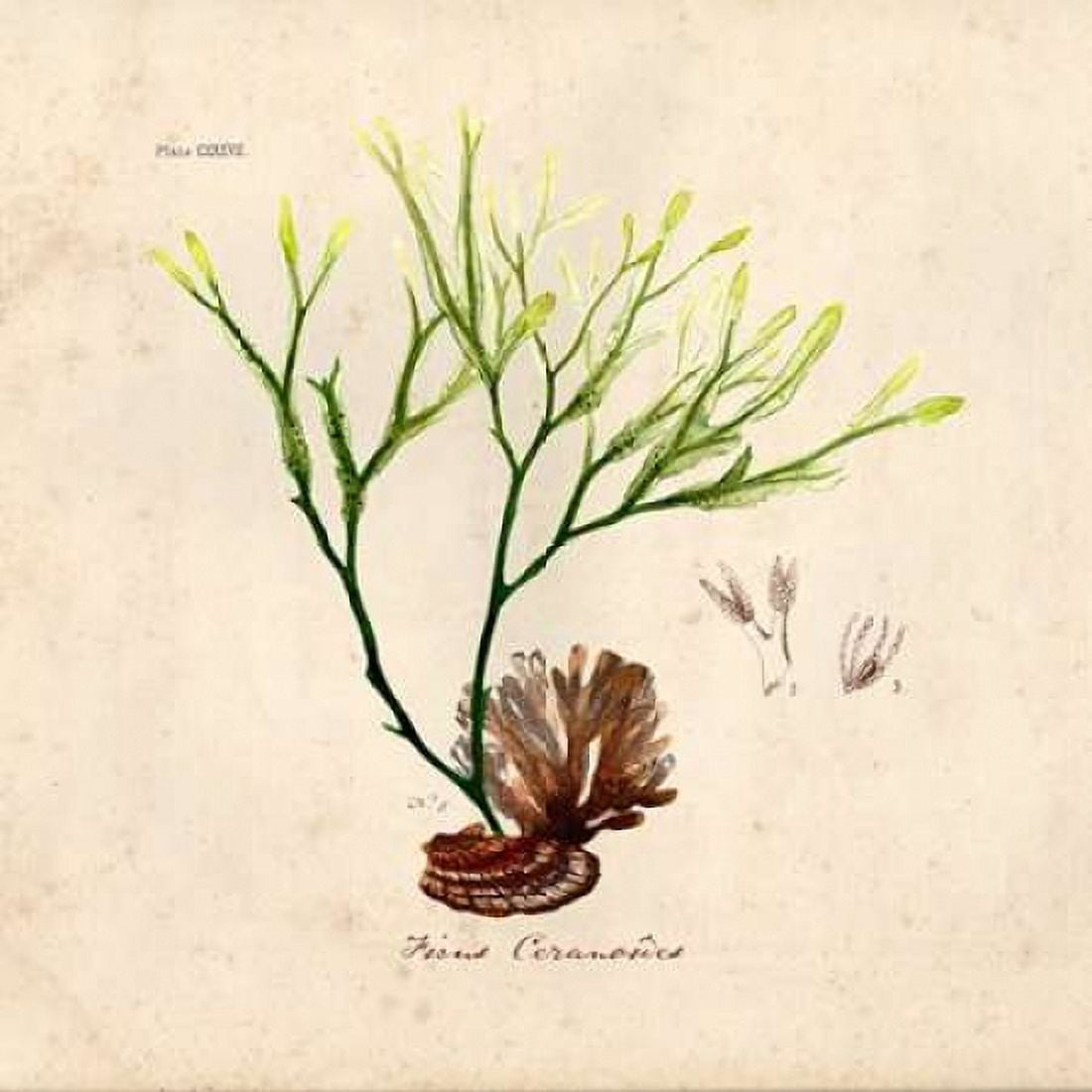 Antique Seaweed 1 Canvas Art - Studio Z (24 x 24)