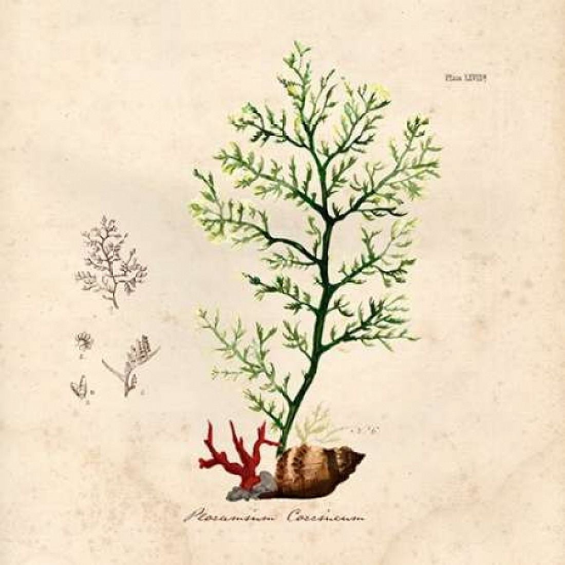 Antique Seaweed 2 Canvas Art - Studio Z (24 x 24)