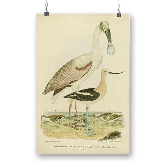 Antique Spoonbill Sandpipers Poster - Alexander Wilson Designs,