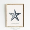 thumbnail image 1 of Antique Starfish Drawing, Vintage Seashell Sketch Art, Coastal, Starfish S, Beach Cottage Decor, 747, Unframed Canvas Size 12x18, 1 of 4