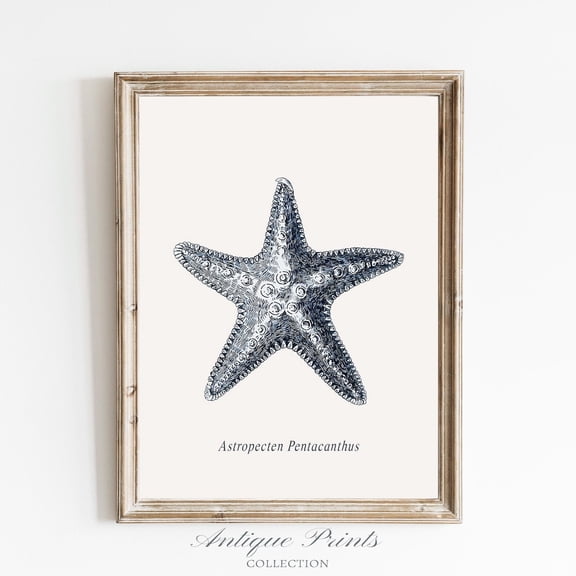 Antique Starfish Drawing, Vintage Seashell Sketch Art, Coastal, Starfish s, Beach Cottage Decor, Poster, Unframed Poster Size 8x12