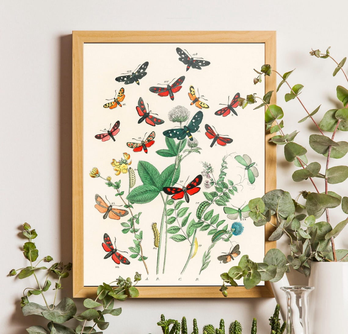 Antique Style Moths Poster, Vintage Butterfly Botanical Poster ...