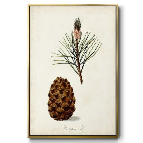 Antique Tree Study V - Framed Gallery Wrapped Holiday Canvas - 17 x 25 - Gold Frame