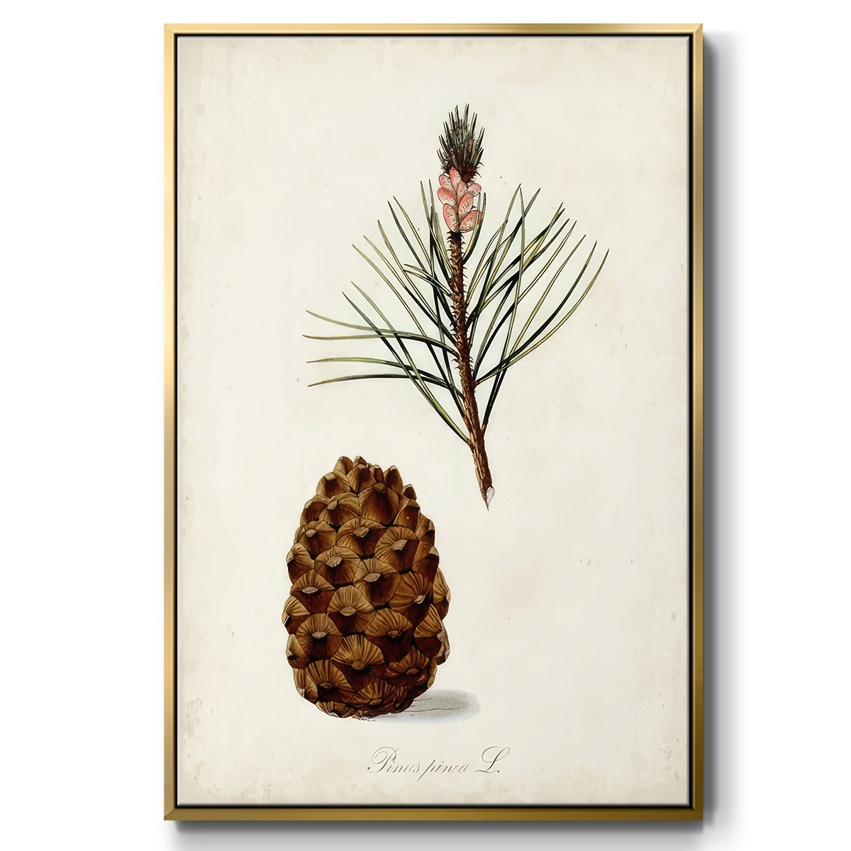 Antique Tree Study V - Framed Gallery Wrapped Holiday Canvas - 25 x 37 - Gold Frame