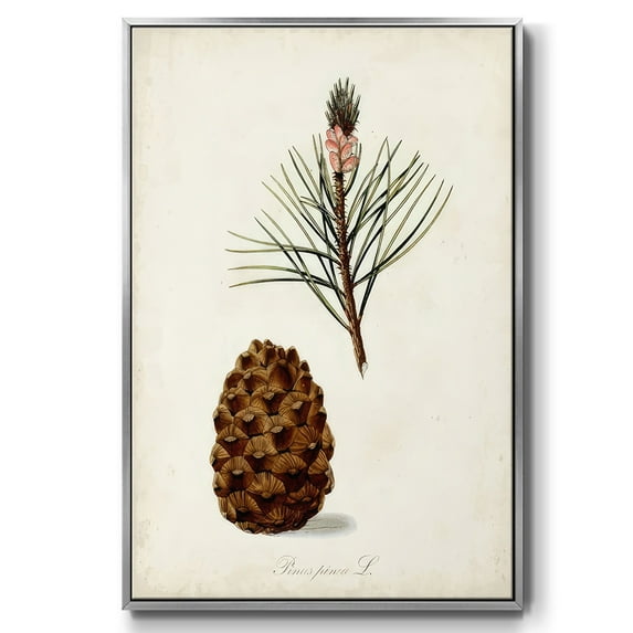 Antique Tree Study V - Framed Gallery Wrapped Holiday Canvas - 27 x 41 - Silver Frame