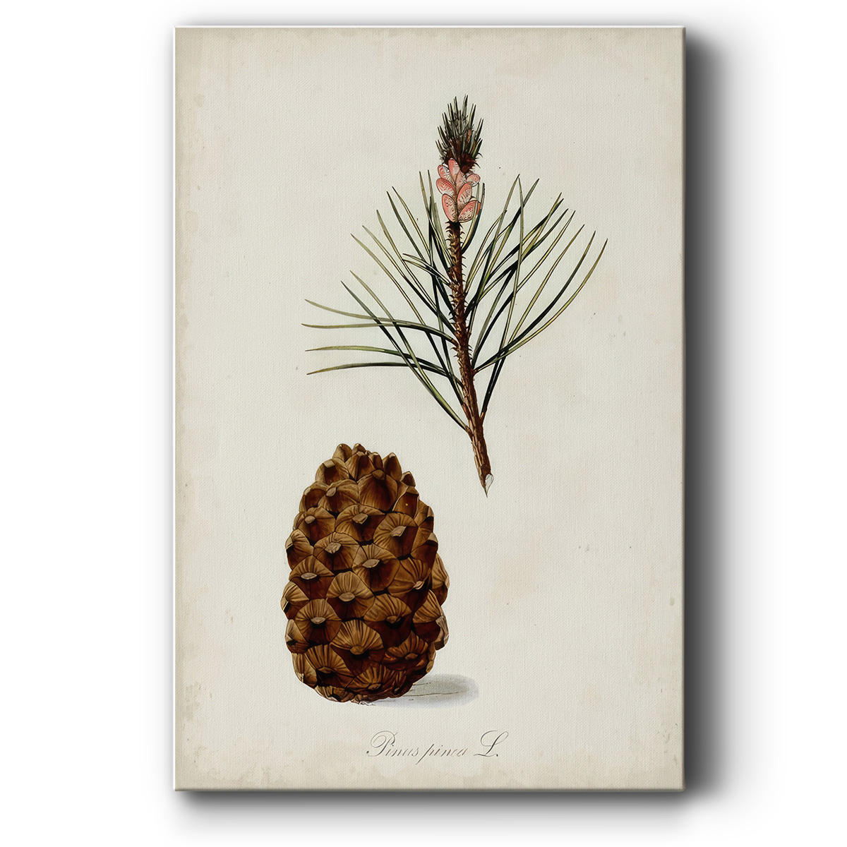 Antique Tree Study V- Gallery Wrapped Canvas