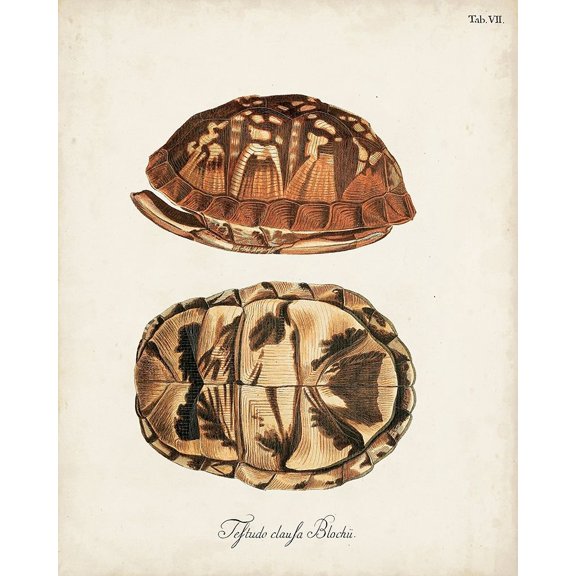 Antique Turtles and Shells III Poster Print - Unknown (24 x 36)