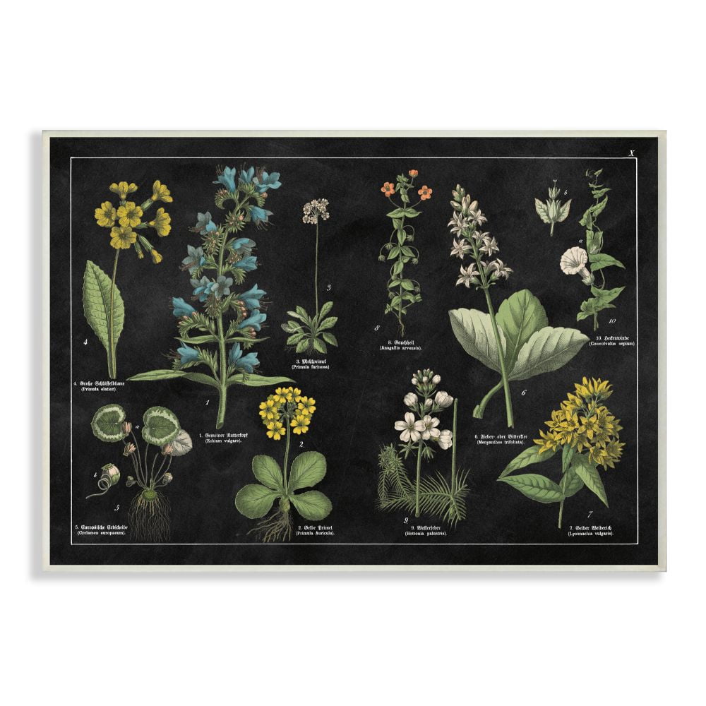 Antique Wild Flower Clhart Scientifics 15 in x 10 in Framed Painting Art Prints, by Stupell Home Décor