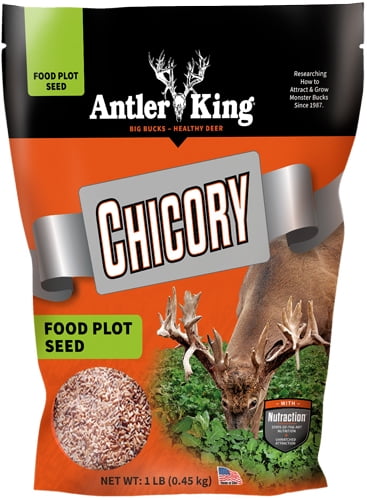 Antler King Chicory Plant Seed, Drought and Weather Tolerant