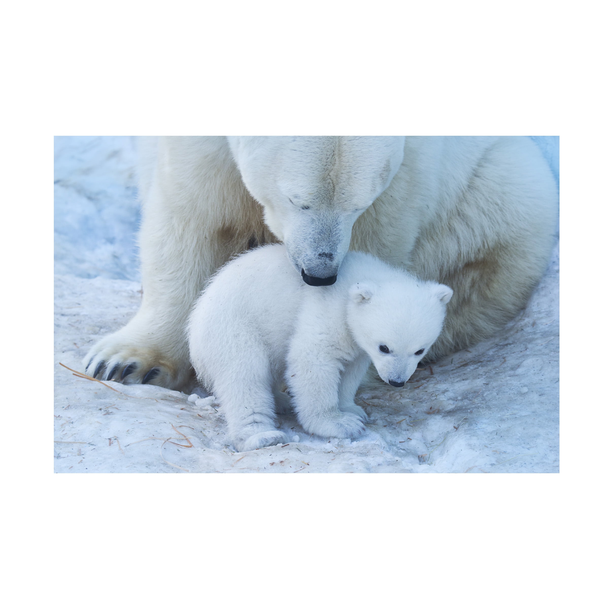 Anton Belovodchenko 'Polar Bear Portrait' Canvas Art