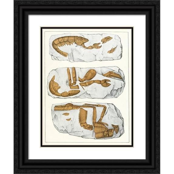Antonín Frič 12x14 Black Ornate Wood Framed Double Matted Museum Art Print Titled: The Crustacen of the Bohemian Chalk Formation Pl. 7 (1887)
