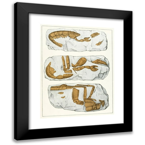 Antonín Frič 19x24 Black Modern Framed Museum Art Print Titled - The Crustacen of the Bohemian Chalk Formation Pl. 7 (1887)