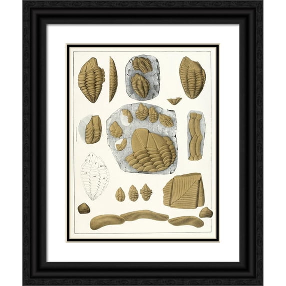 Antonín Frič 19x24 Black Ornate Framed Double Matted Museum Art Print Titled: The Crustacen of the Bohemian Chalk Formation Pl. 1 (1887)