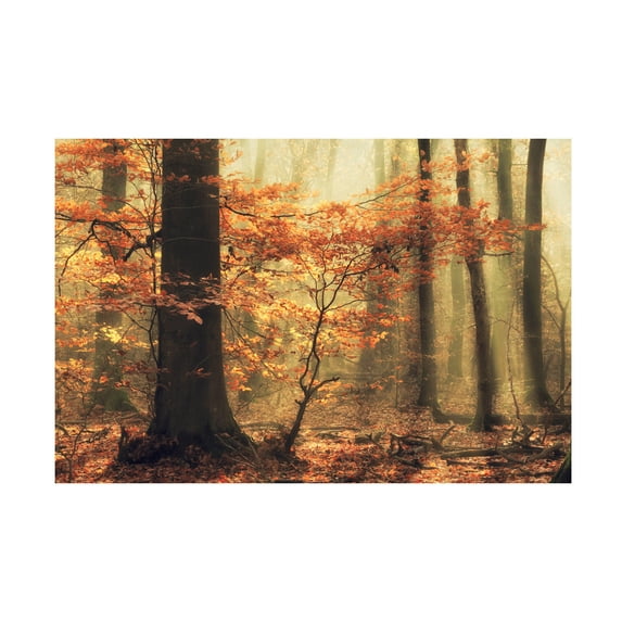 Anton van Dongen 'Soft Fall' Canvas Art