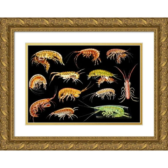 Antonio della Valle 18x13 Gold Ornate Wood Frame and Double Matted Museum Art Print Titled - Gammarini of the Gulf of Naples Plate 2 (1893)