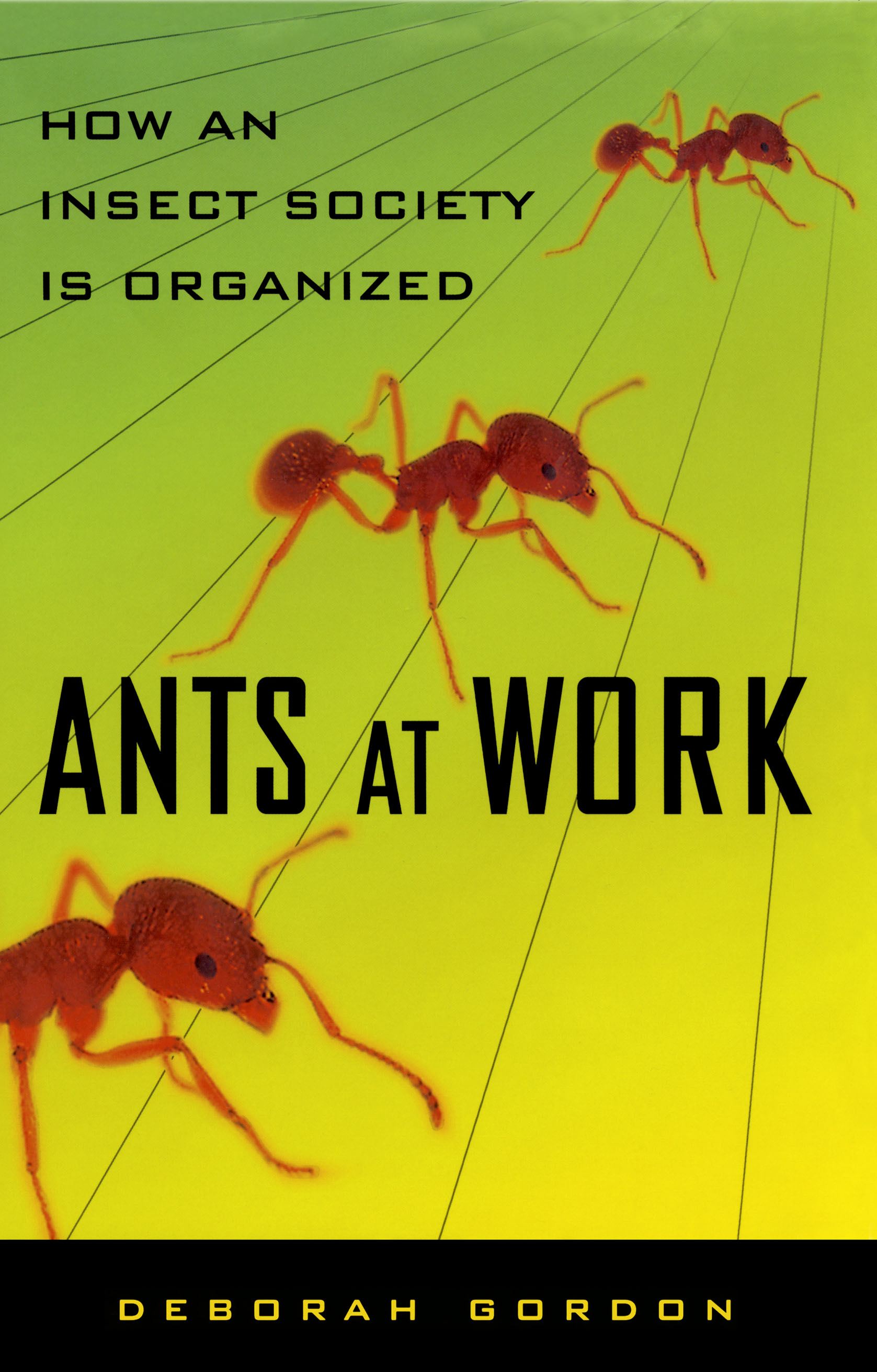 Ants At Work : How An Insect Society Is Organized (Paperback) - image 1 of 1