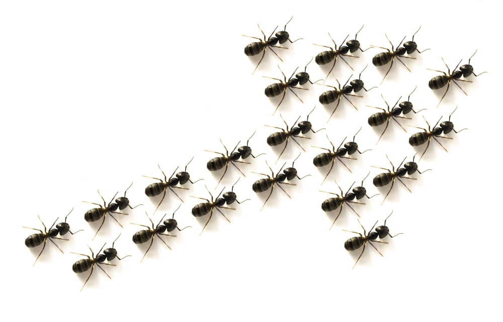 Ants Forming An Arrow Canvas Art - Chris and Kate Knorr Design Pics (19 x 12)
