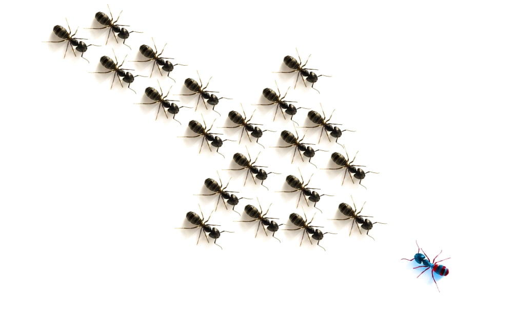 Ants Forming An Arrow Canvas Art - Chris and Kate Knorr Design Pics (38 x 24)