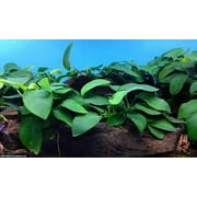 Anubias Barteri Bare Root (Rooted In 2" Pot) Live Aquarium Plants BUY2 GET1 FREE