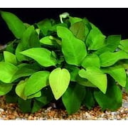 Anubias Barteri (Golden) Bare Root Small Live Aquarium Plants BUY2 GET1 FREE
