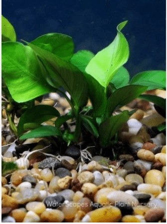 Anubias Barteri Live Aquarium Plant – Easy Low Light Freshwater Aquatic Plant for Fish & Shrimp Tanks